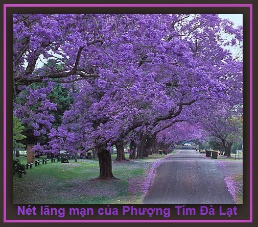 Kinh nghiệm mua vé máy bay đi Đà Lạt lần đầu được chia sẽ