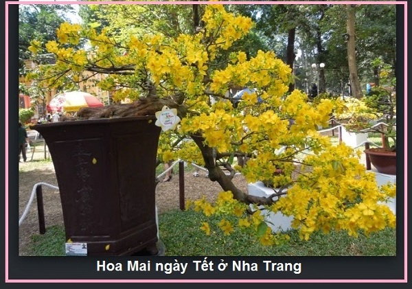 Chúng tôi sẽ giúp bạn mua được vé máy bay đi Nha Trang rẻ nhất